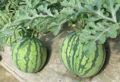 当前娱乐吃瓜,揭秘明星幕后故事