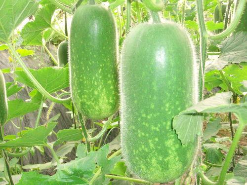 每日吃瓜大赛入口