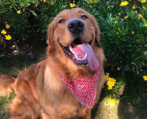 金毛siri娱乐吃瓜君,揭秘娱乐圈那些不为人知的幕后故事